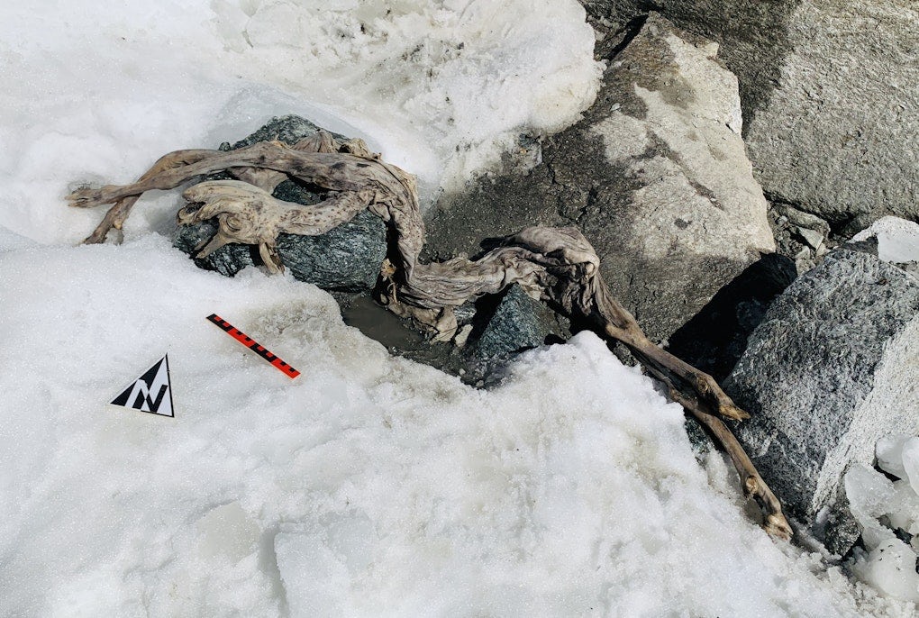 Un camoscio di 400 anni farà da modello per la ricerca sulle mummie dei ghiacci