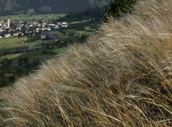 Symposium on the inner-Alpine dry meadows of the Terra Raetica